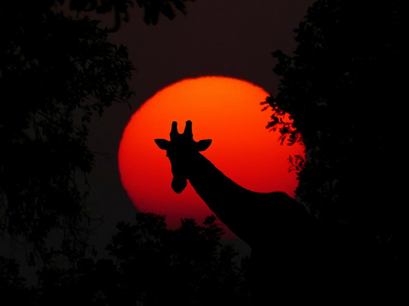 Africa Austral