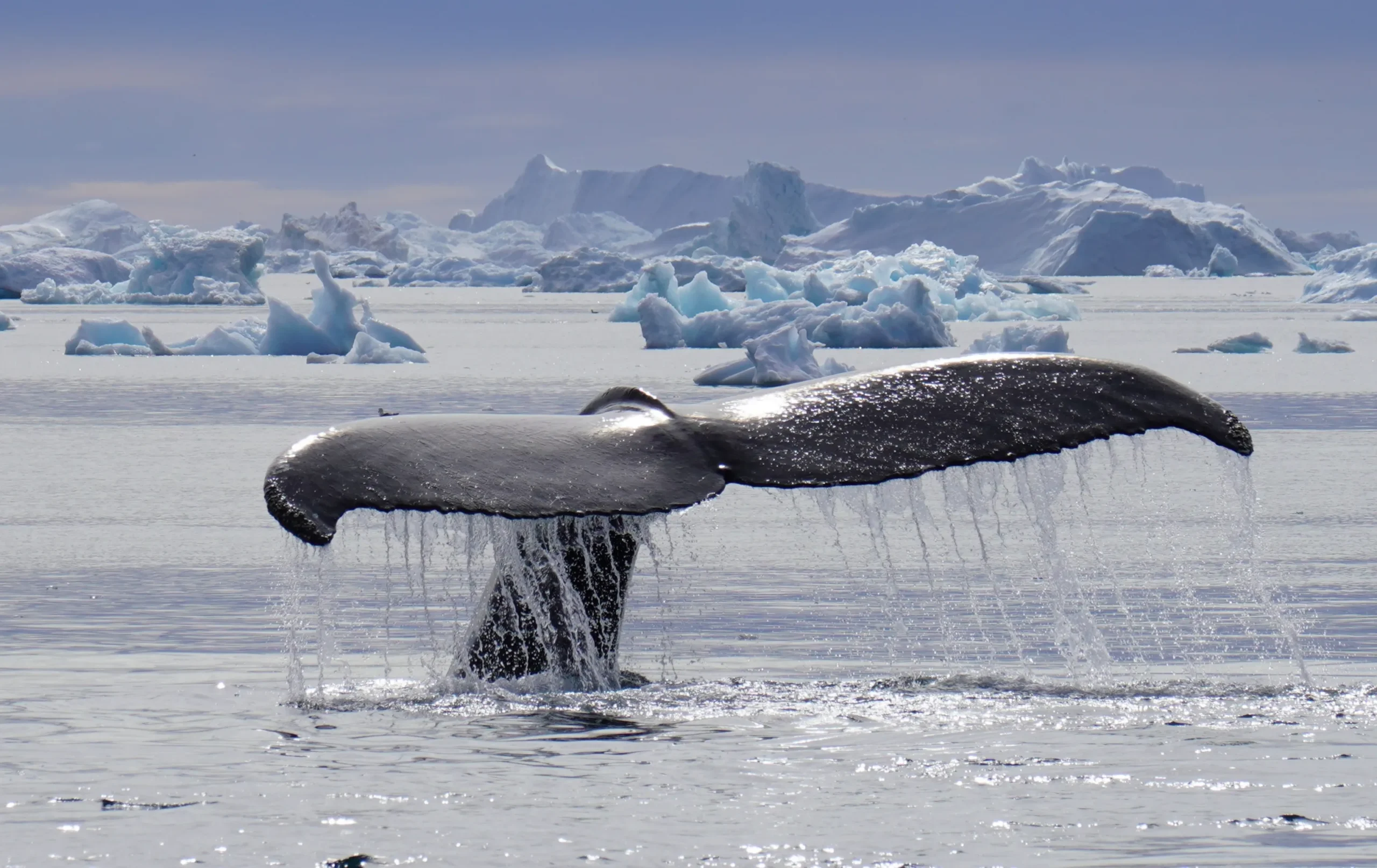 viaje grupal Círculo Polar Artico