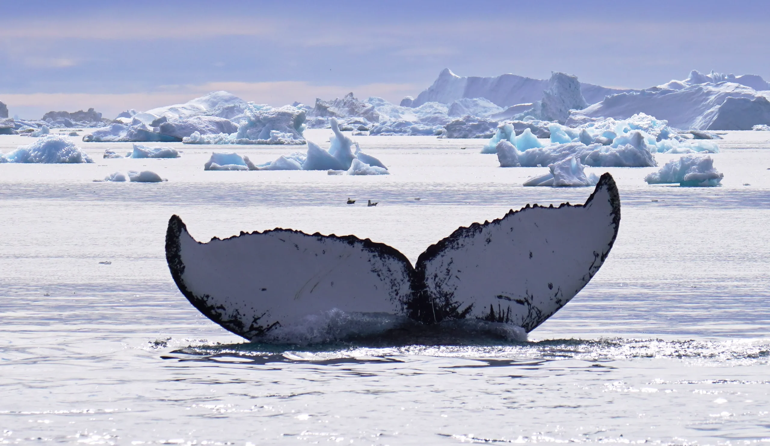 Circulo Polar artico con BALIBUTA