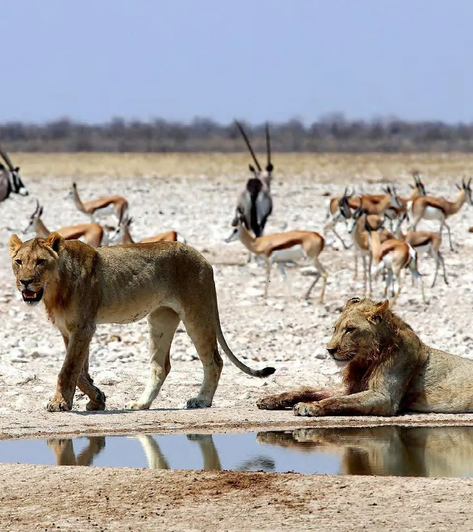 Safari Sudafrica viaje grupal 2024 BALIBUTA